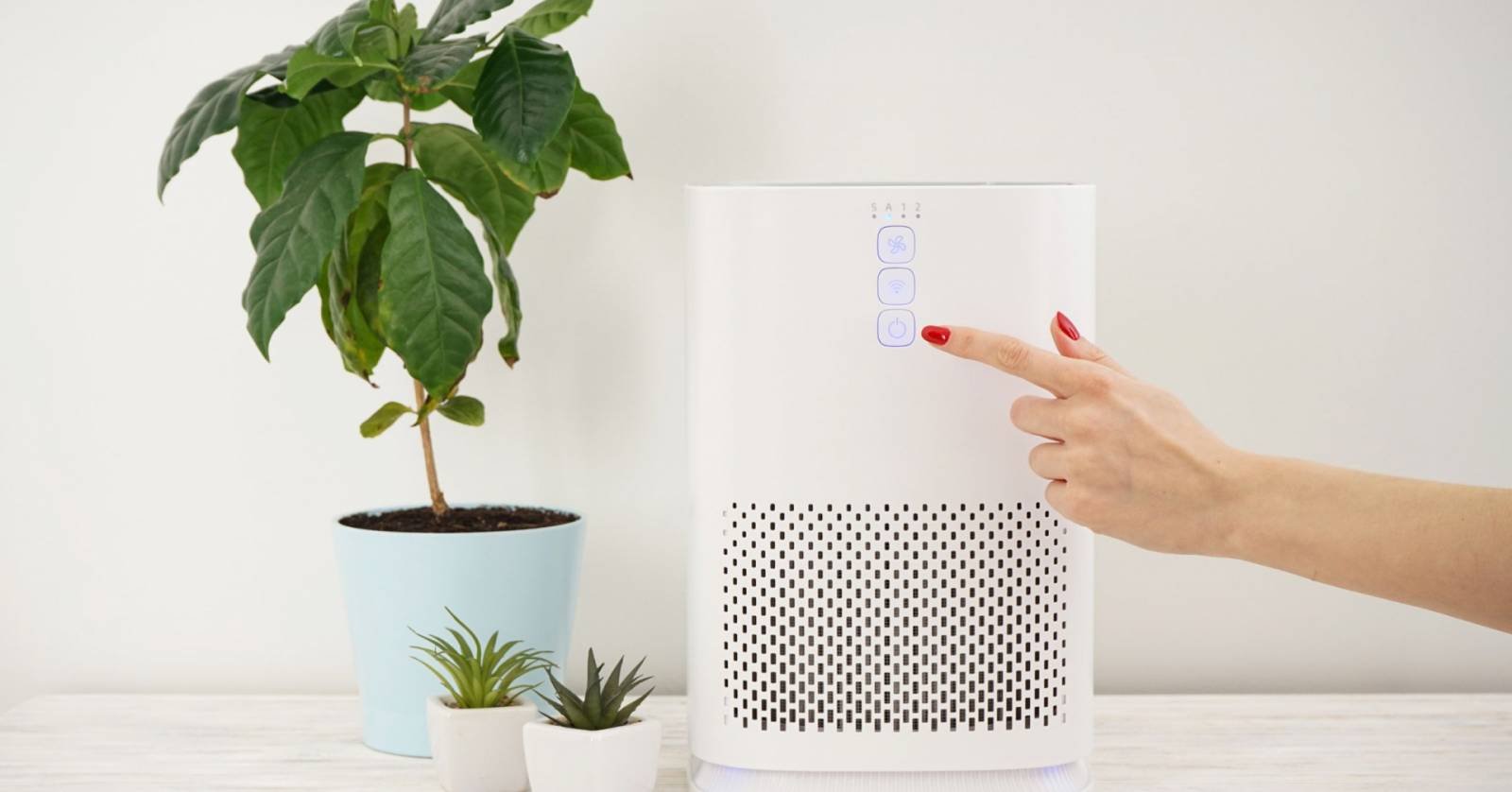 succulents as air purifiers