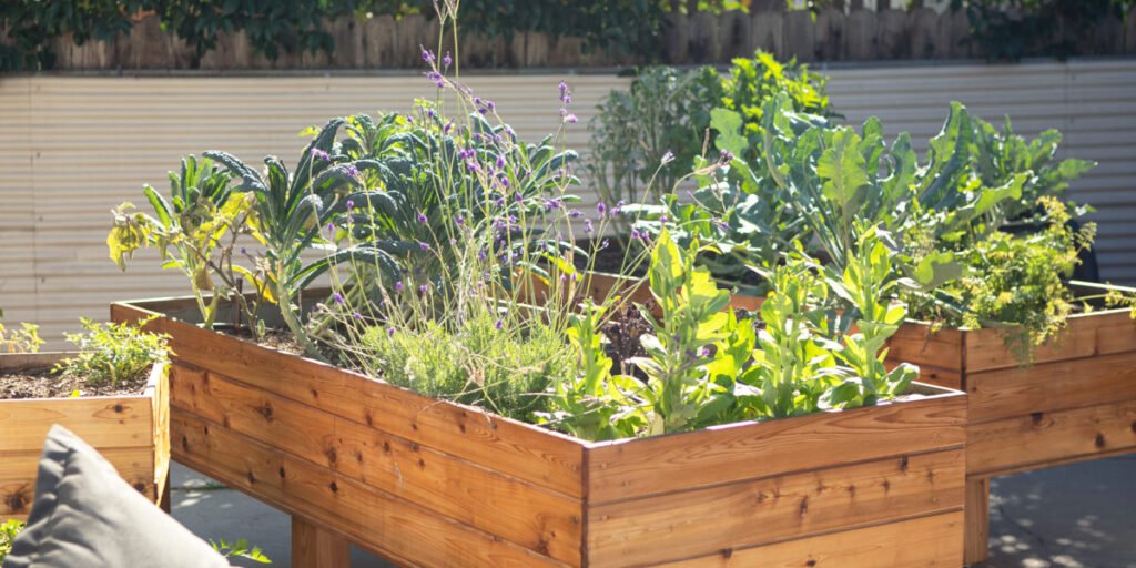 succulents in raised beds