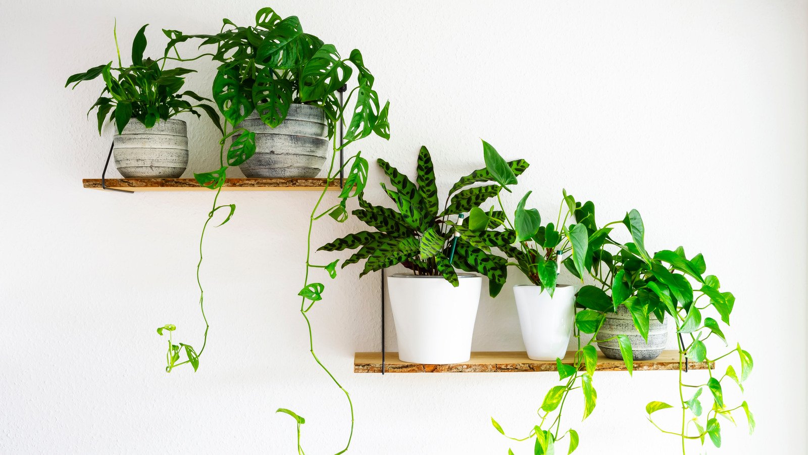 succulents that absorb EMF radiation
