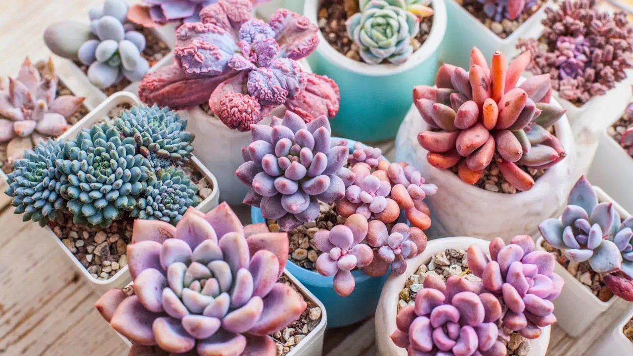 succulents that change color with stress