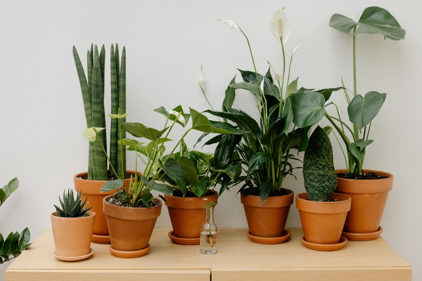 succulents that survive low humidity