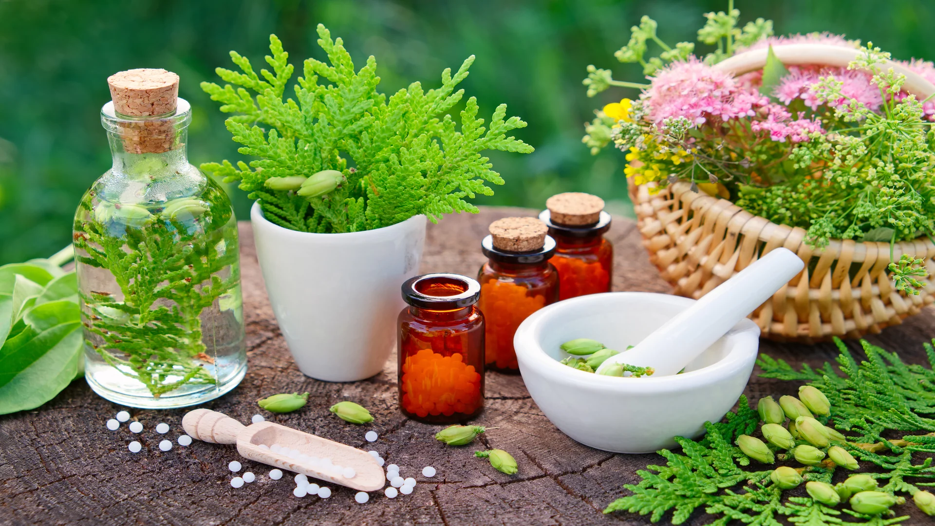 succulents with medicinal properties