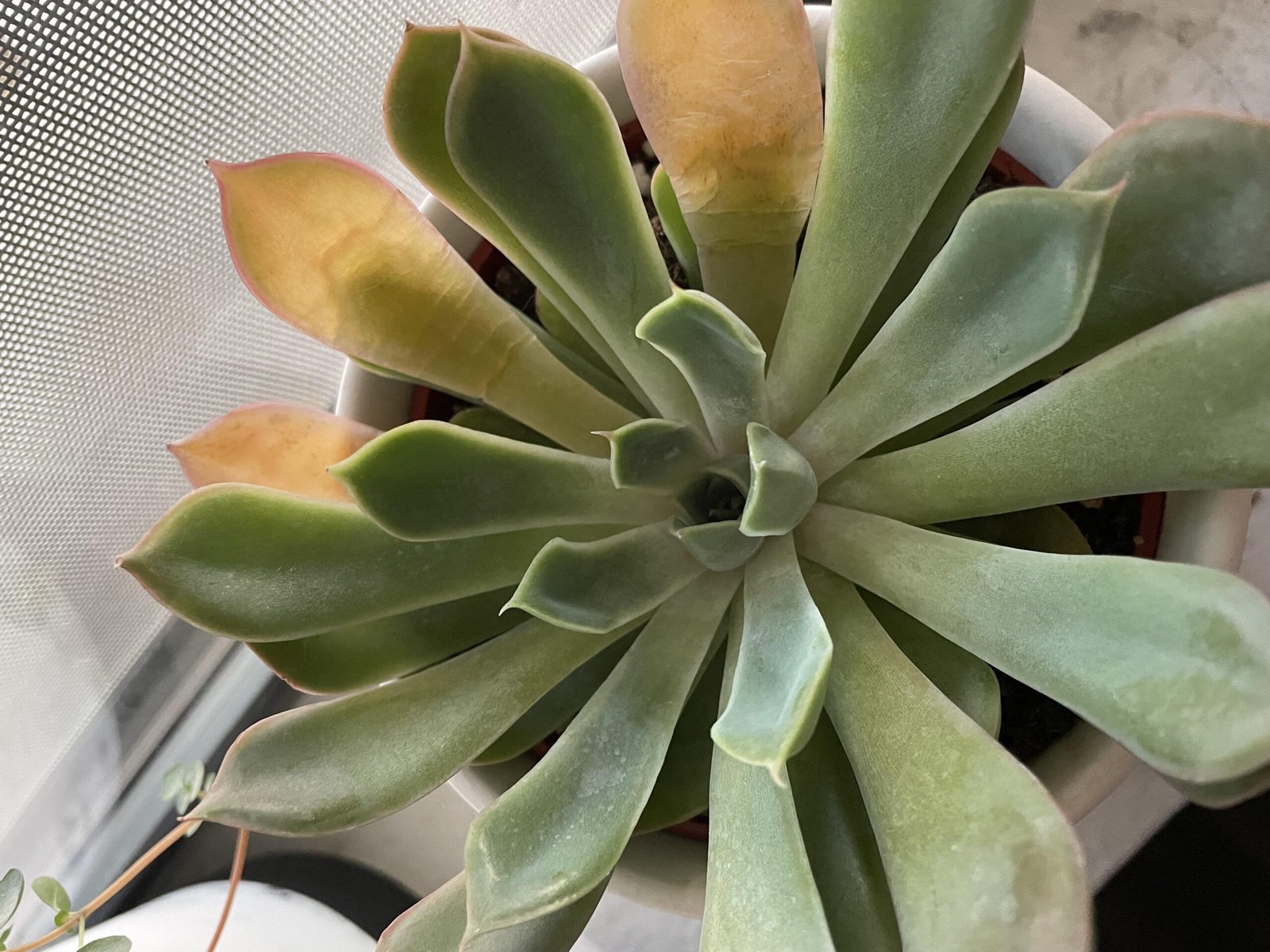 succulents with translucent leaves