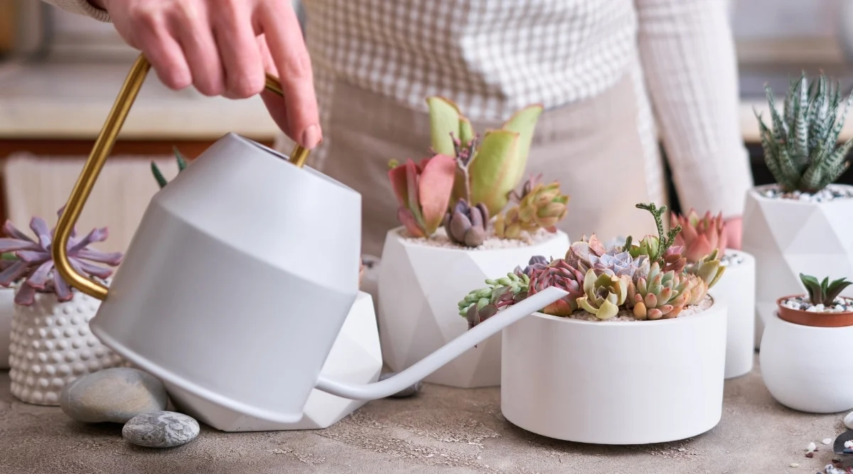 watering succulent in pot