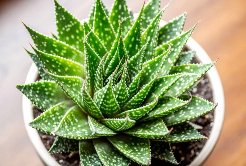 Aloe aristata (Lace Aloe)