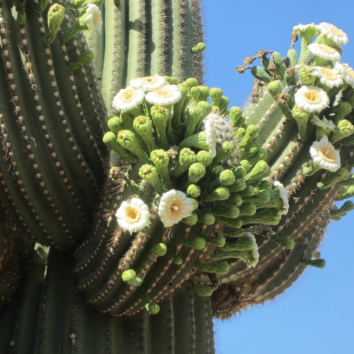Cereus peruvianus (Peruvian Apple Cactus)