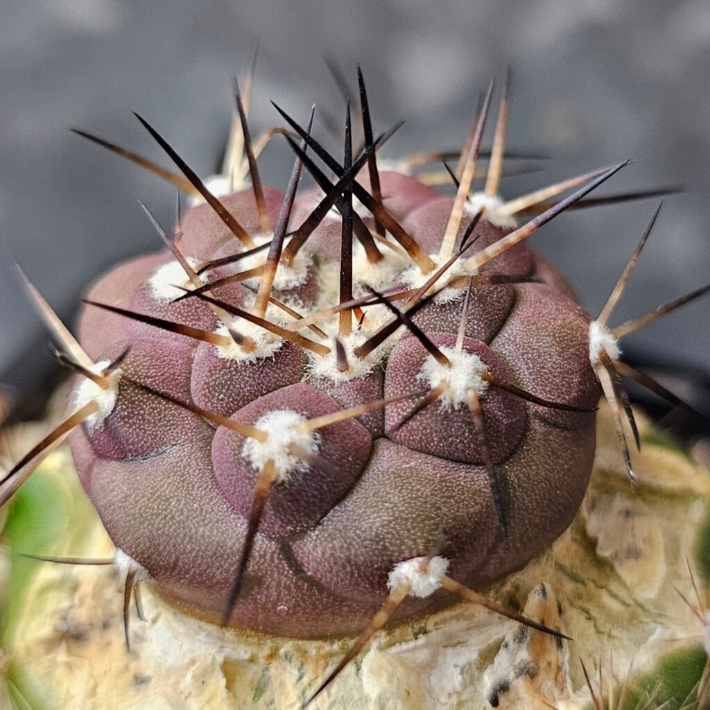 Copiapoa cinerea