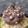 Cocioba Rares Rare Cactus Types for Collectors – Unique Specimens & Growing Tips