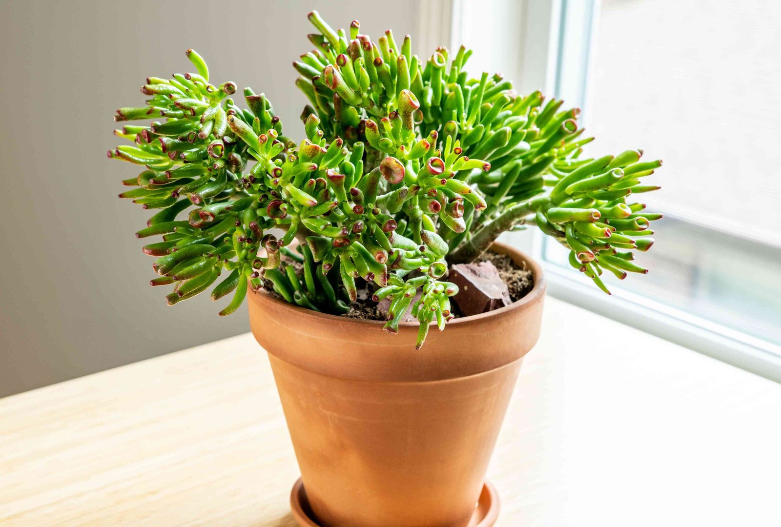 Crassula Ovata Gollum