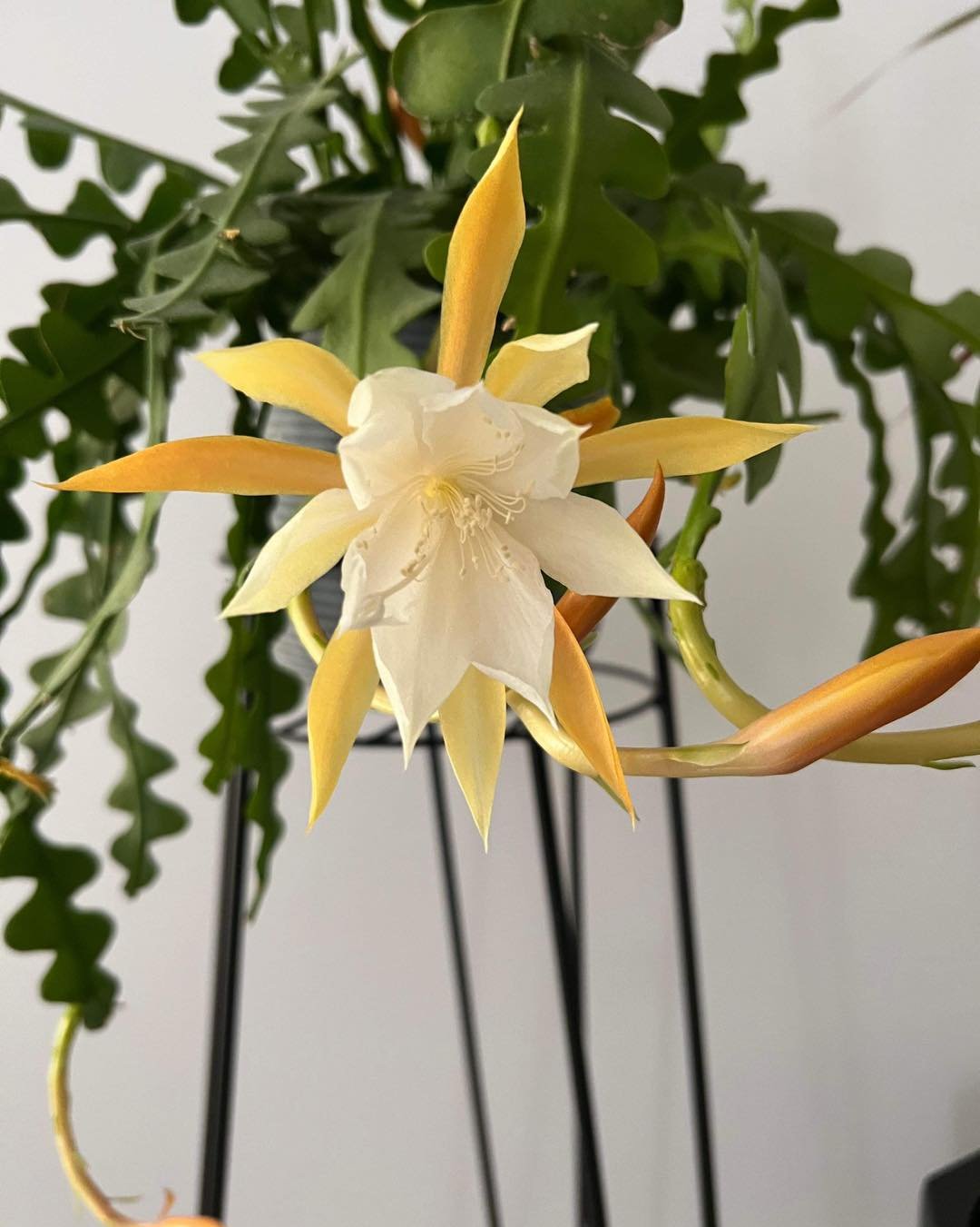 Epiphyllum anguliger (Fishbone Cactus)