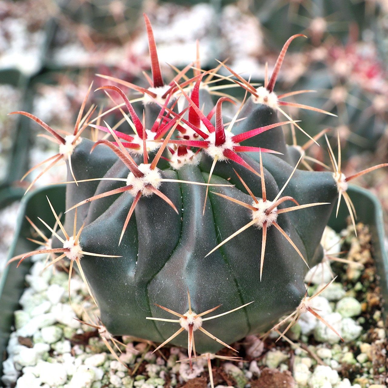 Ferocactus (Barrel Cactus)