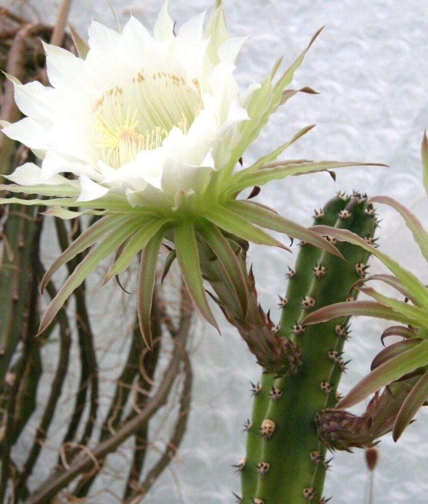 Harrisia jusbertii (Night-Blooming Harrisia)