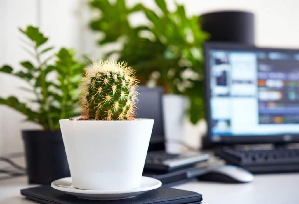 How to care for cactus in air-conditioned office