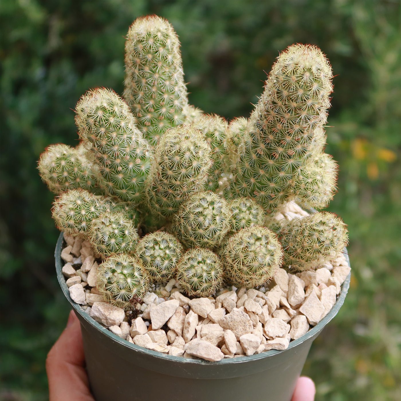 Ladyfinger Cactus (Mammillaria elongata)