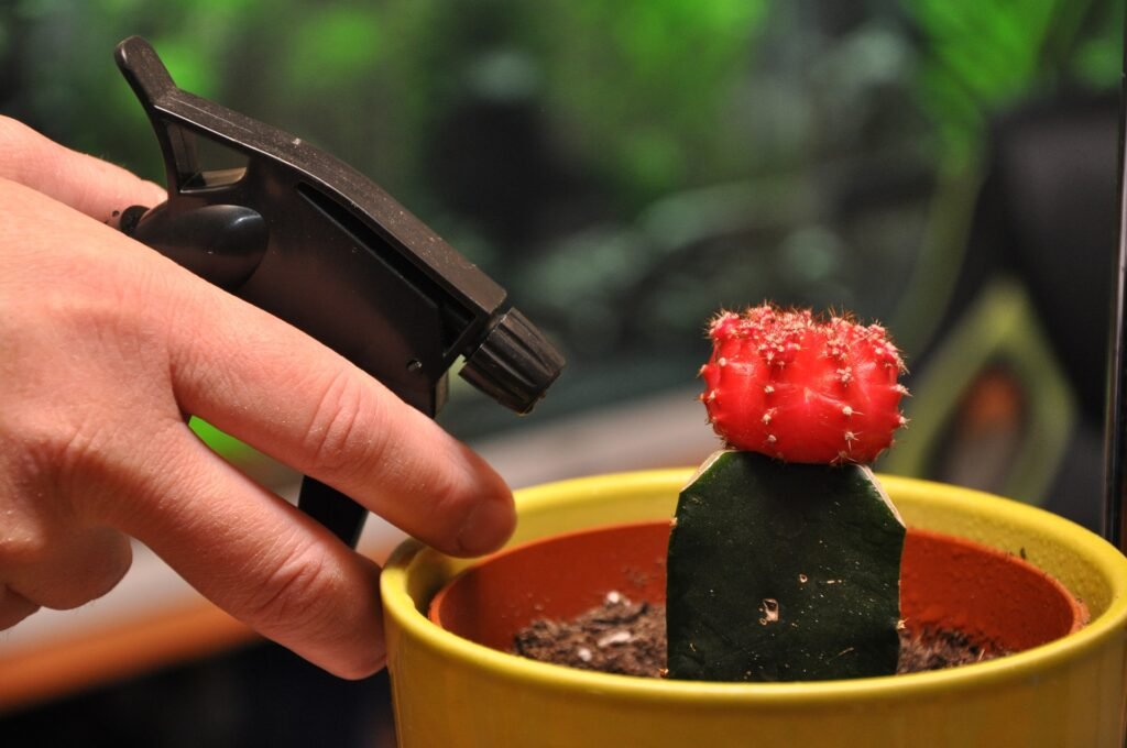 Neem oil spray for cactus