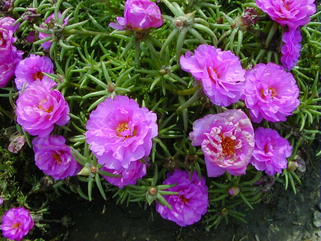 Portulaca grandiflora (Moss Rose)