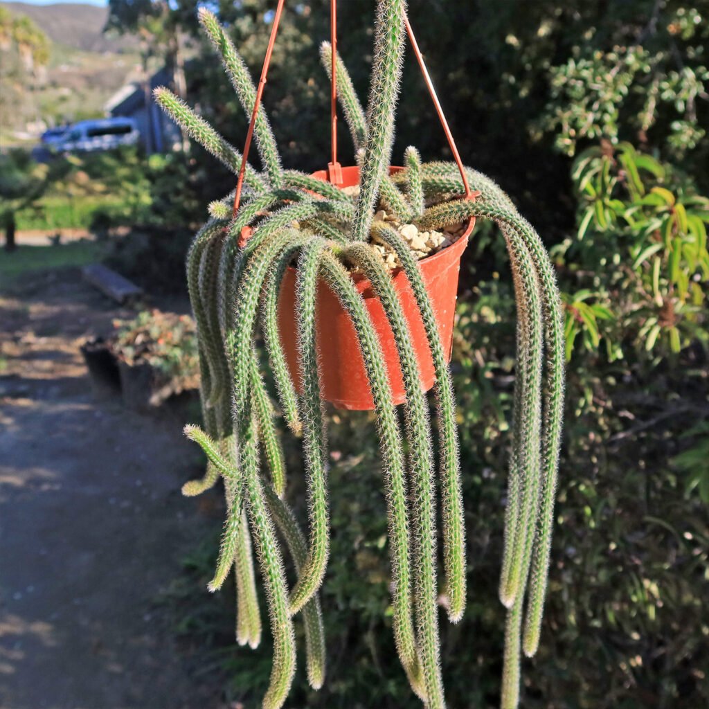 Rat tail cactus in hanging planters