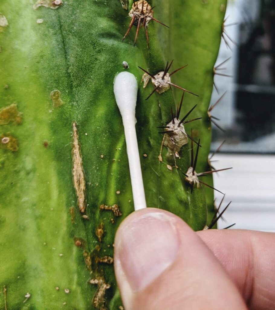 Rubbing Alcohol on Mealybugs