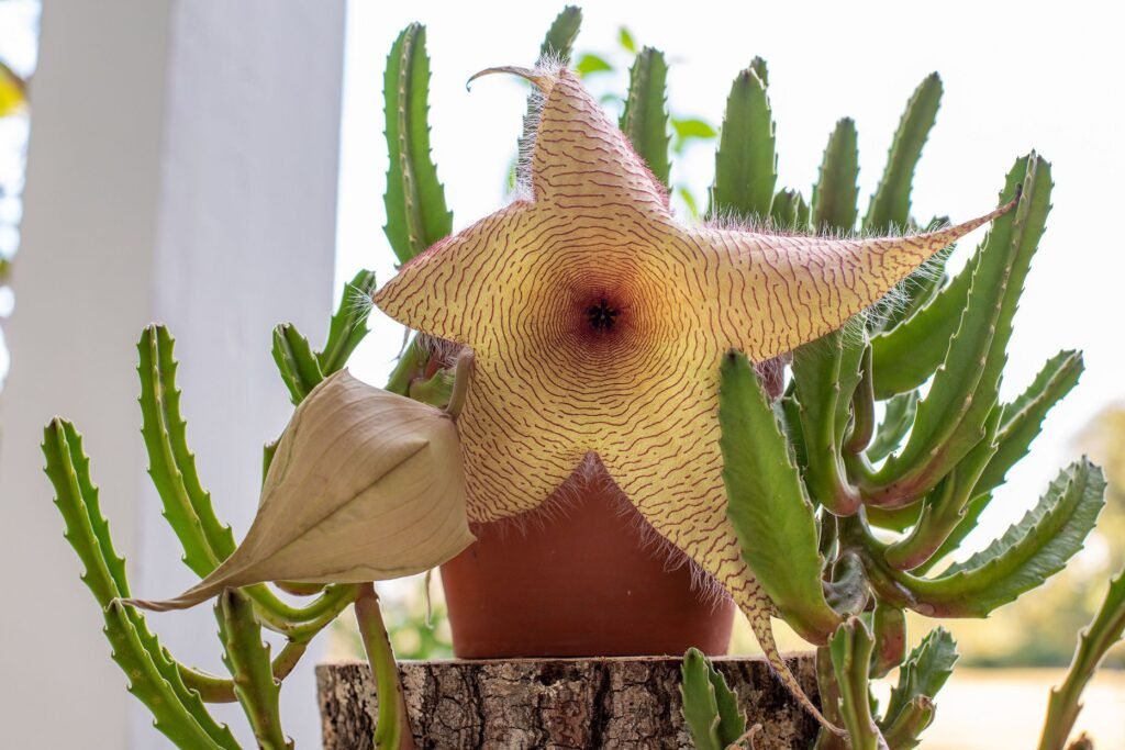Stapelia gigantea (Carrion Flower)