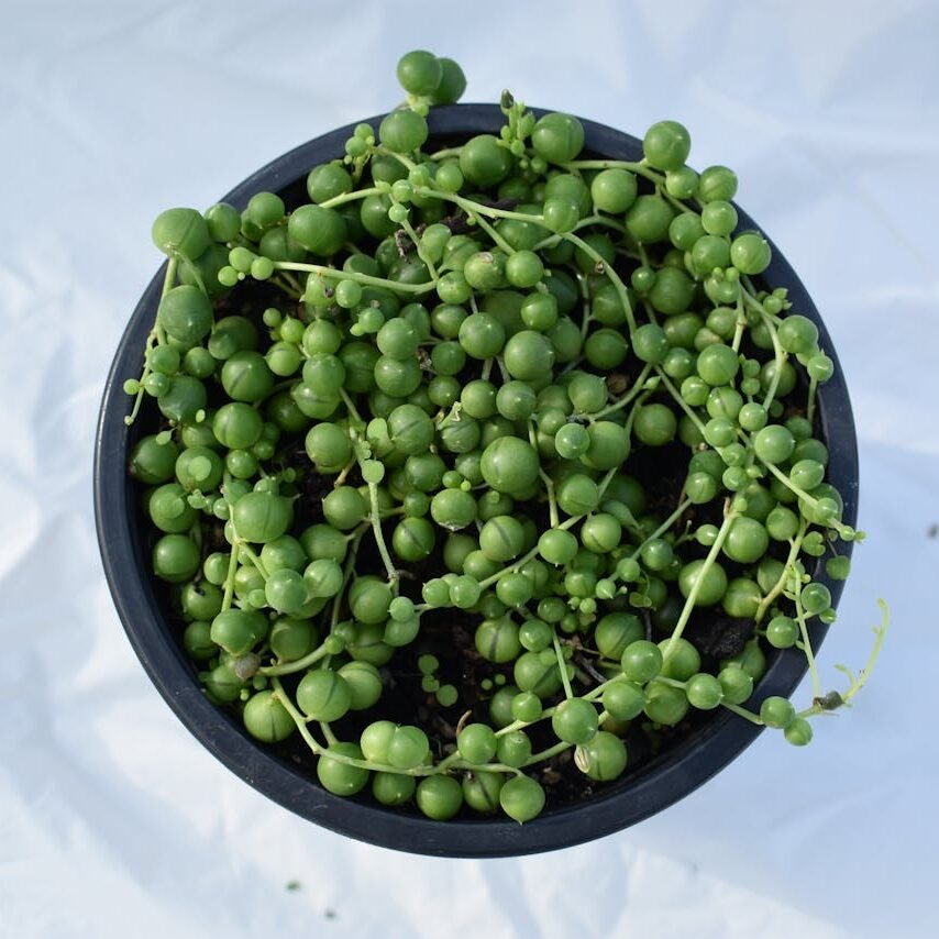 String of Pearls
