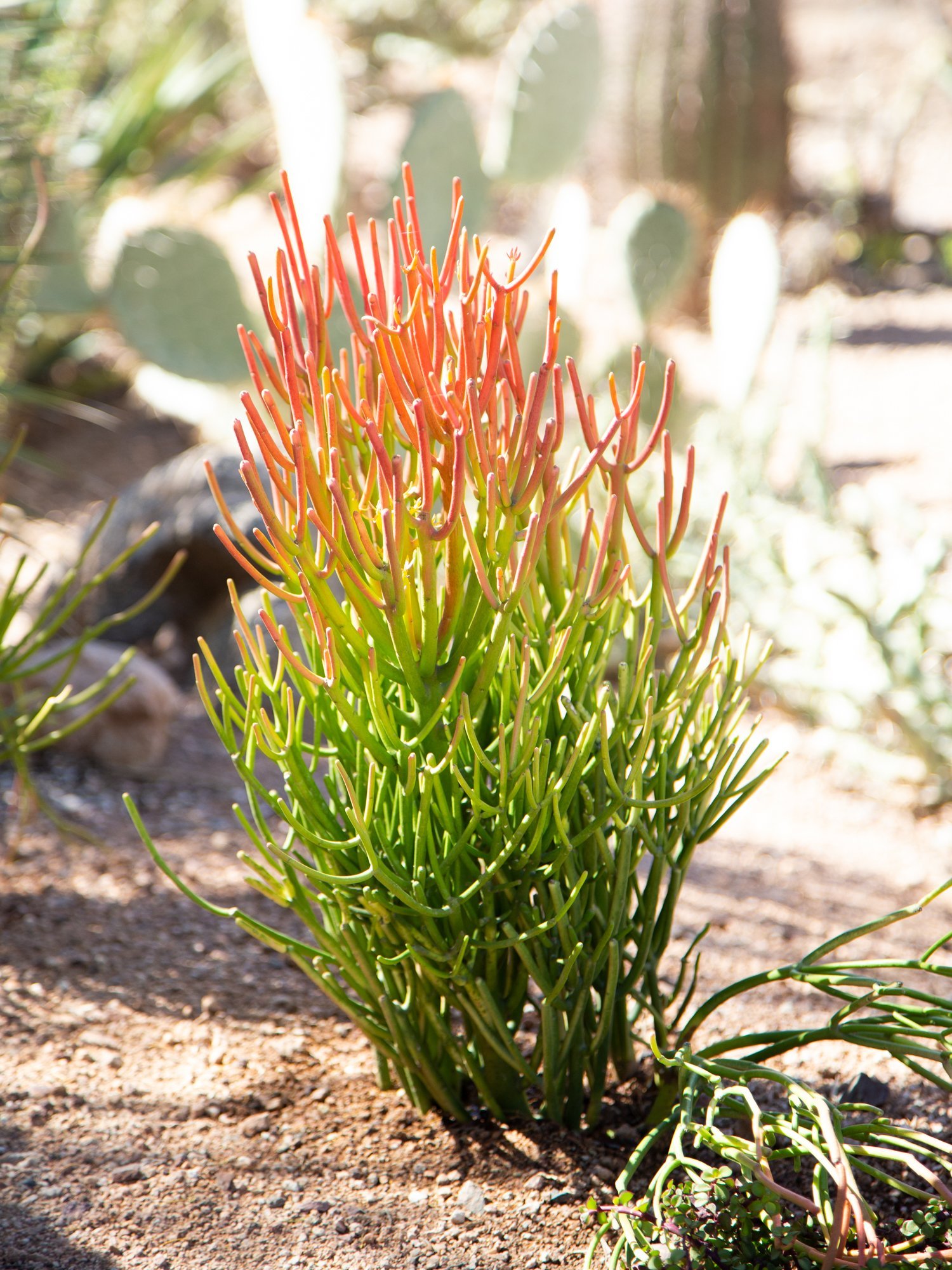Succulents for Hot Desert Climates