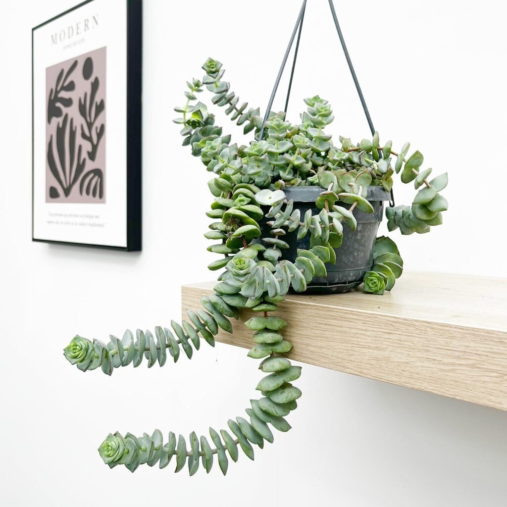 Succulents in hanging pots