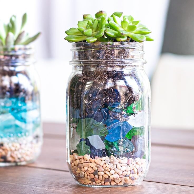 Succulents in Mason Jars