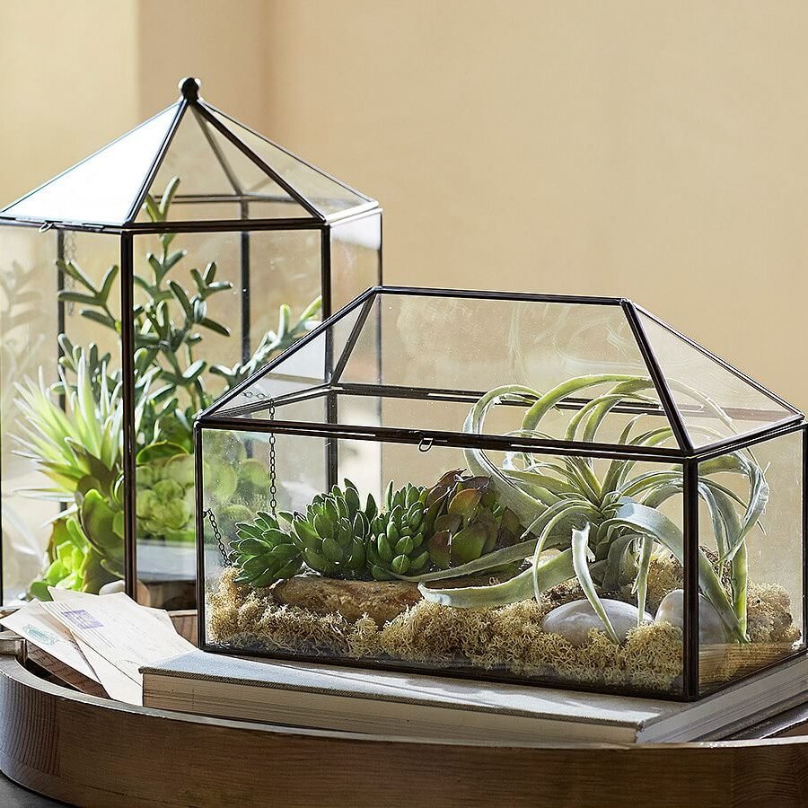 Succulents in Terrariums