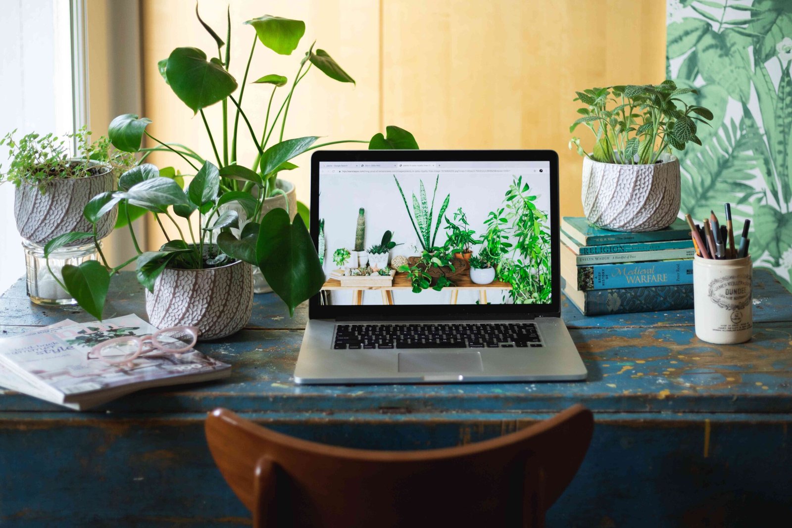 air purifying cactus for office use