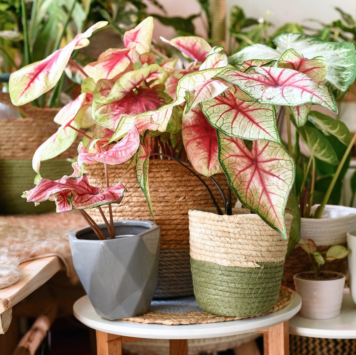 Best Succulents for Tropical Environments