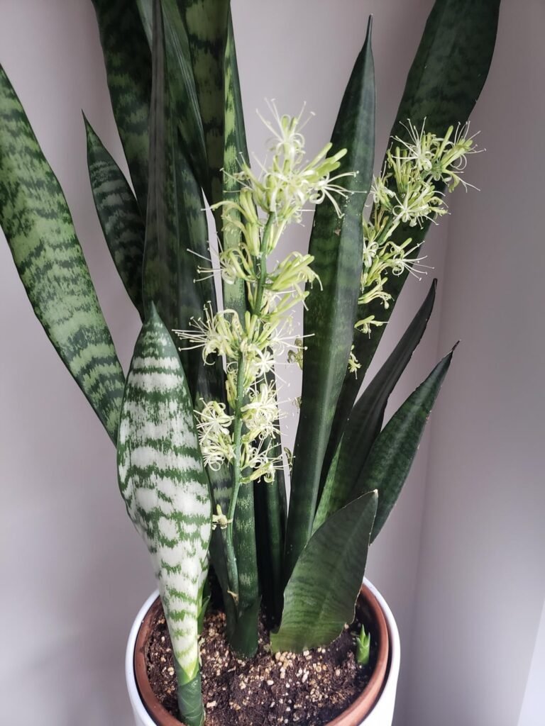 Sansevieria trifasciata (Snake Plant, flowering variety)